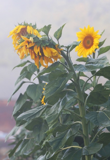 sunflowers in morning fog by Terrill Welch 2013_09_23 012