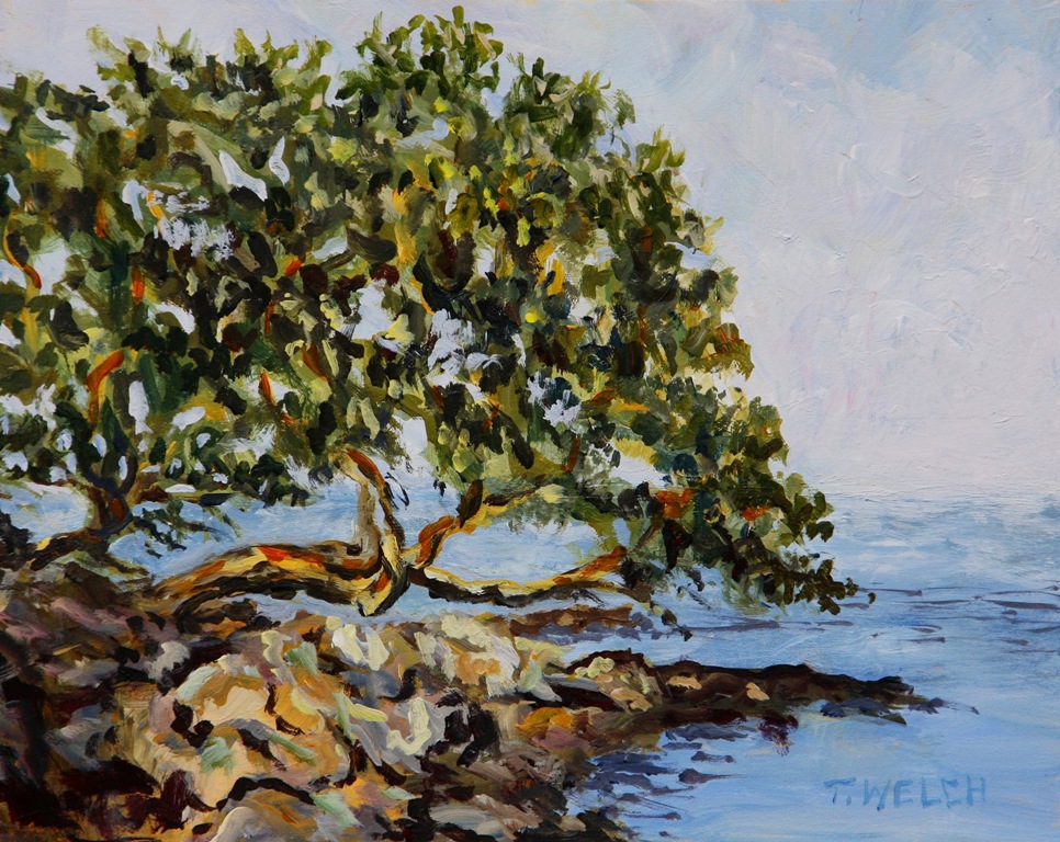 Arbutus tree  in ray of sun 8 x 10 inch acrylic painting sketch on gessoboard by Terrill Welch 2015_02_01 057